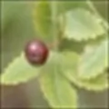 Linaloe Berry